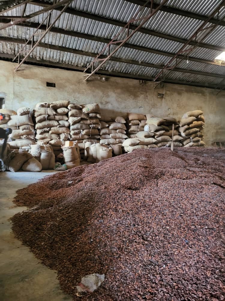 Cocoa Beans
